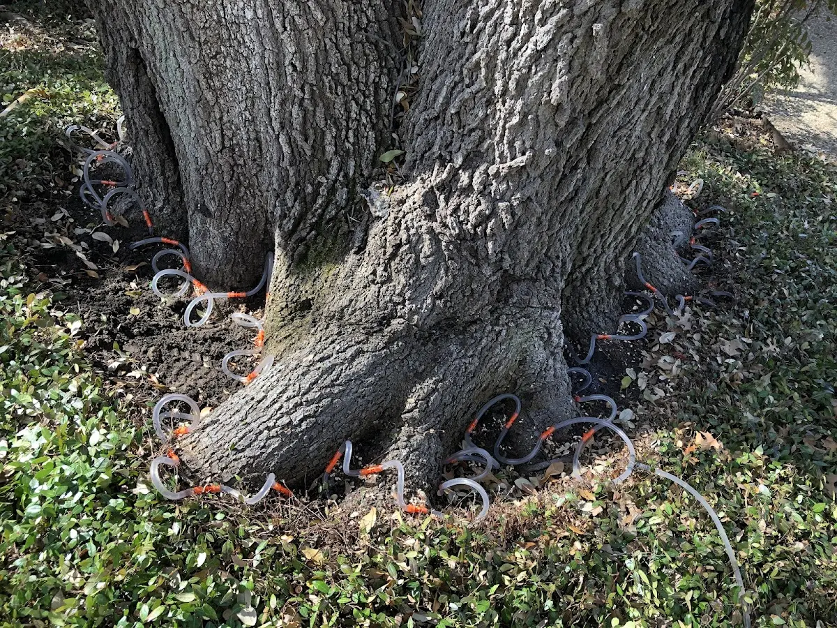 Detailed Tree Cabling and Bracing job site in Villisca