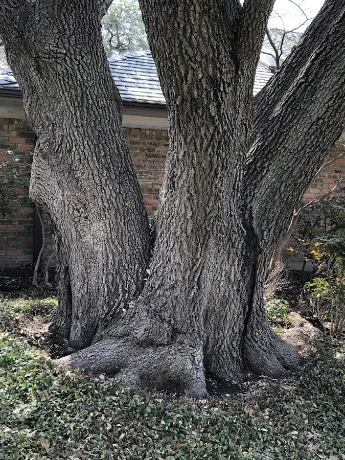 Mature heritage tree close to a Villisca property cared for by certified arborists
