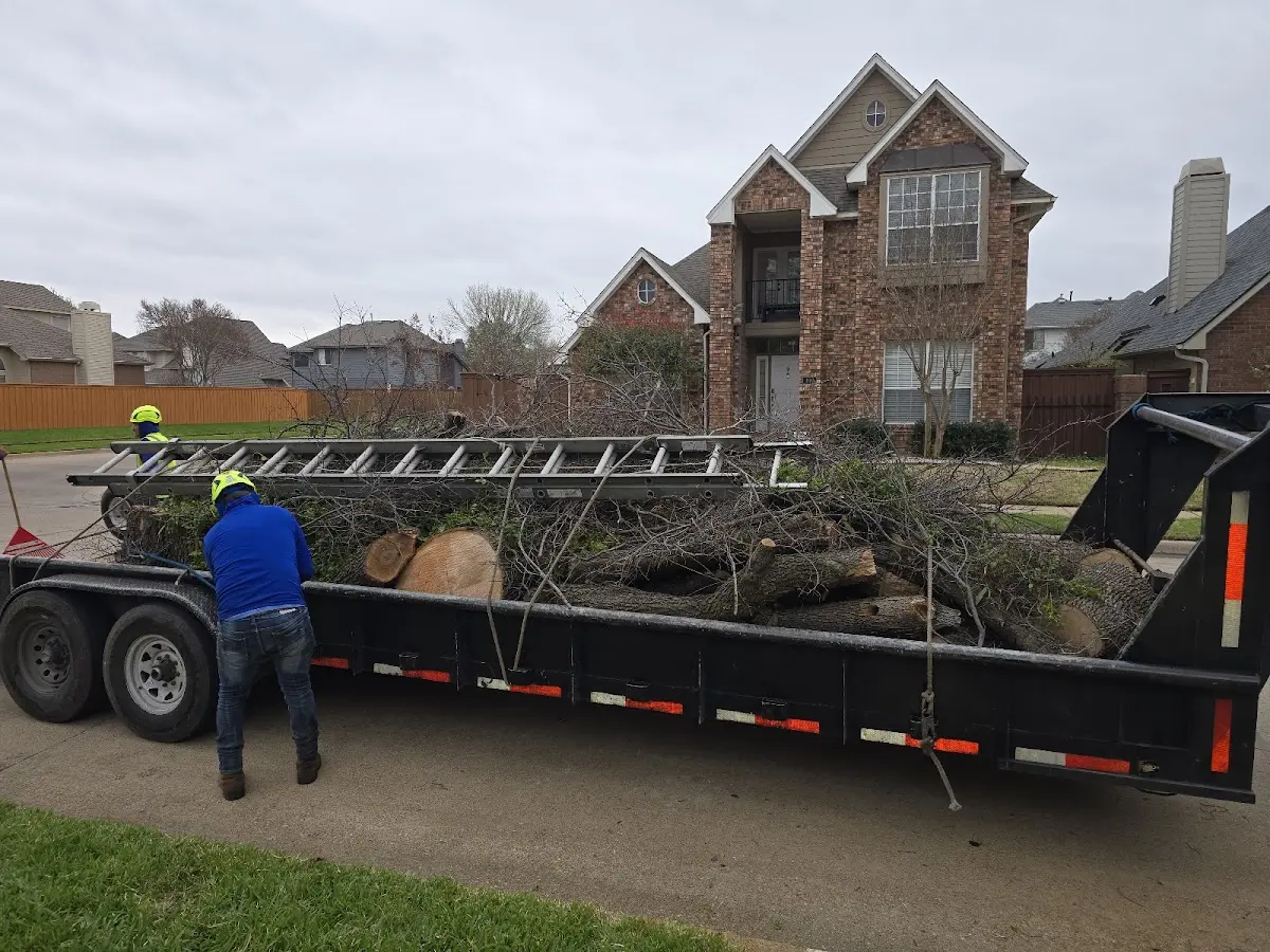 Expert Tree Removal with proper safety equipment in Villisca